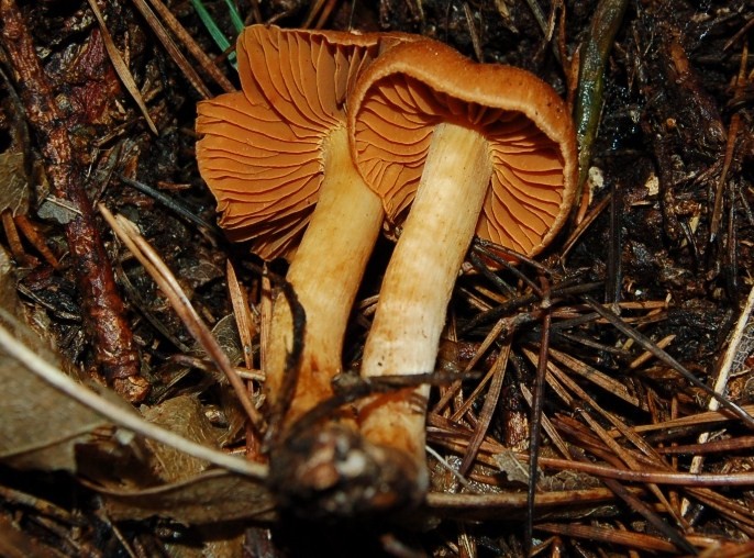 Due Cortinari da determinare.